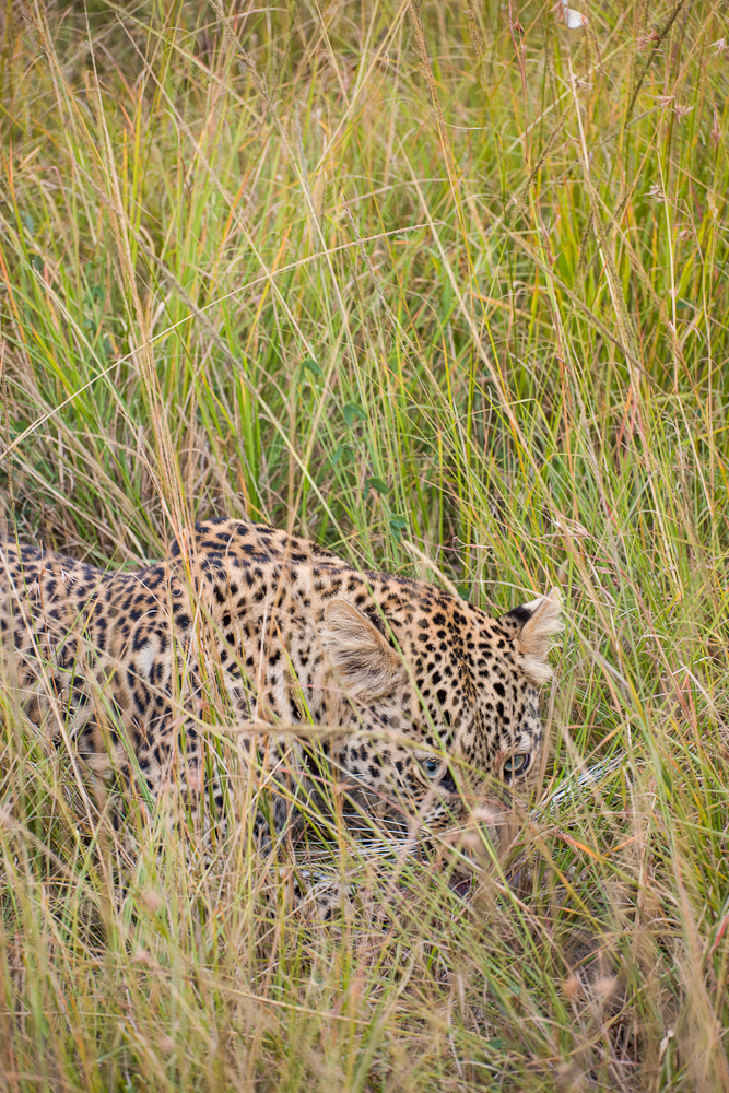 mara